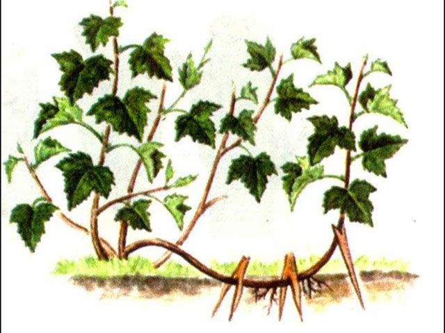 кустарники