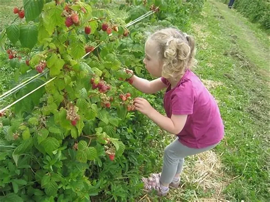 сбор ягод