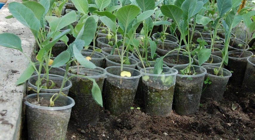 пикировка капусты