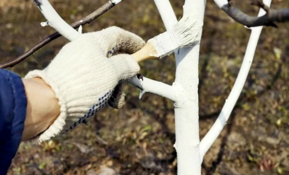 побелка деревьев