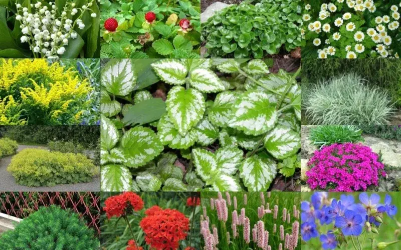 многолетник