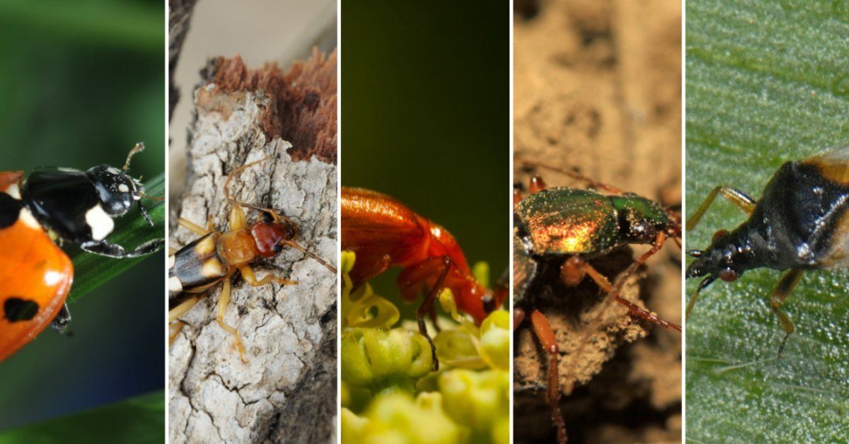 насекомые вредители