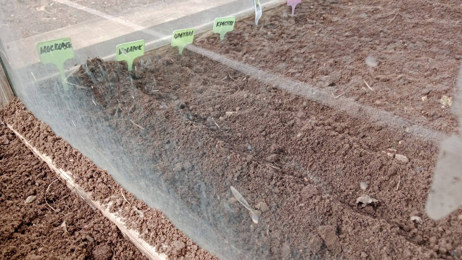 посадка капусты