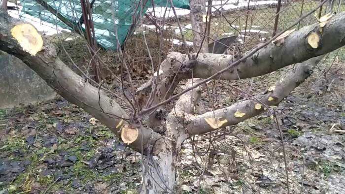 посадка дерева