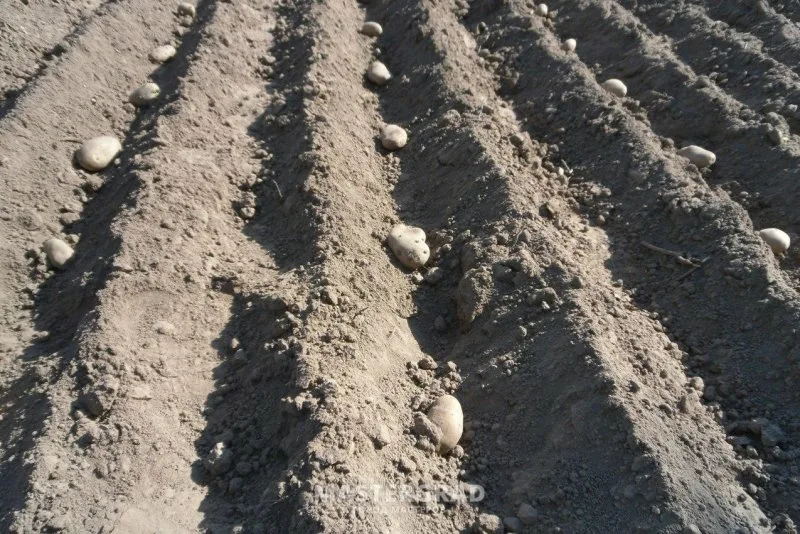 посадка картофеля