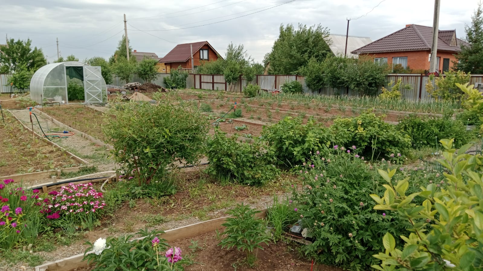 картошка